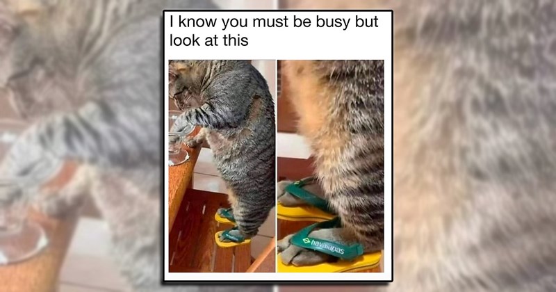 cat memes and tweets