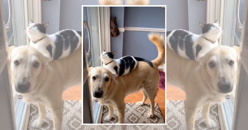 humor wholesome hilarious cute dogs wholesome cats adorable cats pets cute Memes doggos doggo funny cats funny doggeh cat memes Animals - 45379333