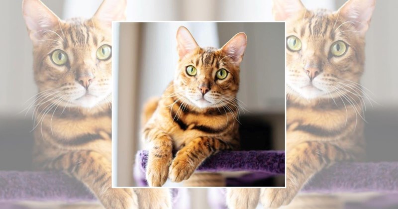 wholesome cats adorable cats cat pictures cute cats funny cats Cats Cats - 45380357