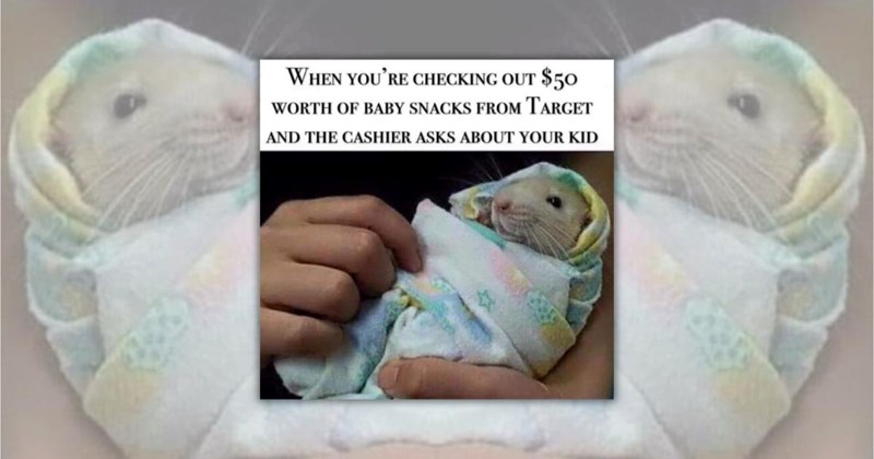 relatable rat memes funny animal memes animal memes rat memes mouse Funny Memes - 45381381