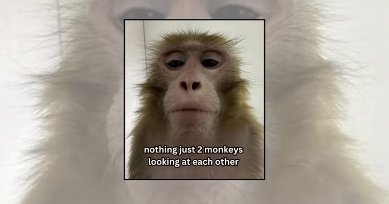 monkeys funny monkey monkey memes banana hilarious memes monkey funny animal memes animal memes funny animals Animals - 45381637