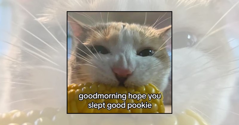 funny cat memes cute cat memes Monday morning morning cats cute cats monday memes good morning Cats cat memes Cats - 45384965