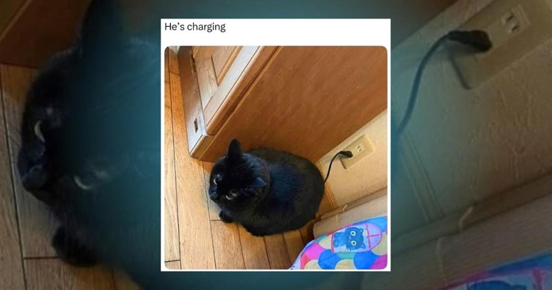 cat cats memes