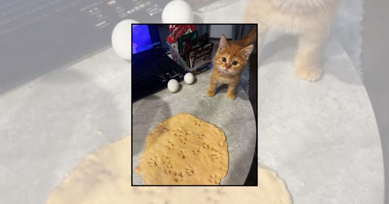 Cats silly cats funny cat videos cats doing biscuits wholesome cats adorable cats cute cat videos cute cats funny cats cat videos Cats hilarious cats - 45389317