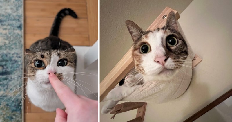 30 cat pictures | thumbnail includes two pictures of cats
