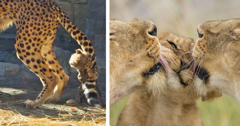 33 pictures of animal parents and baby animals | Thumbnail includes one picture of a cheetah cub playing with adult cheetah tail, and one picture of two lionnesses licking the face of lion cub