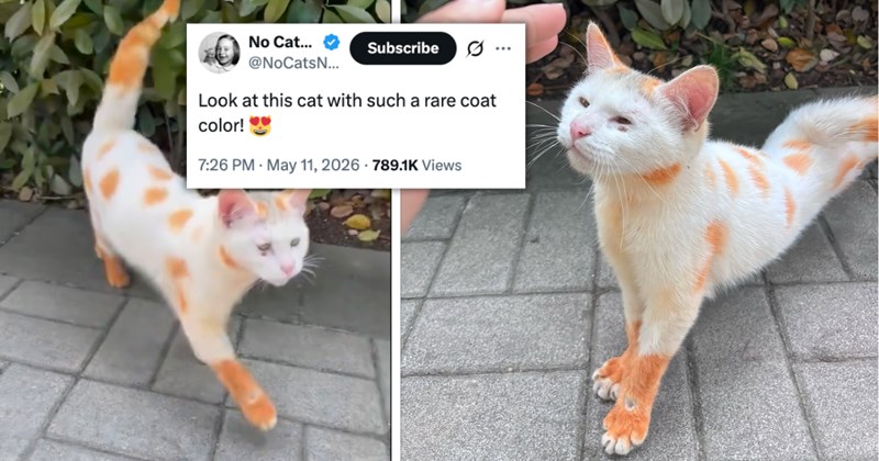26 cat posts from X | Thumbnail includes two pictures of a white cat with orange spots, and one picture of text including 'No Cats No Life @NoCatsNoLife_m Look at this cat with such a rare coat color! 0:03 7:26 PM May 11, 2026 789.1K Views'