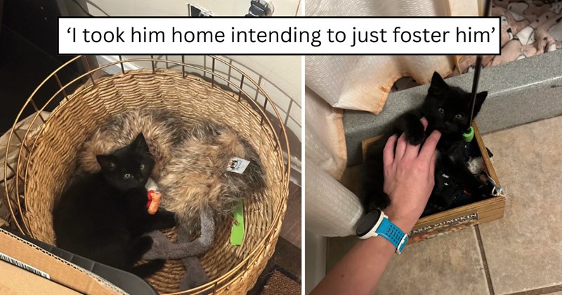 38 pictures of cats and text | thumbnail includes two pictures of a cat and one picture of text including '‘I took him home intending to just foster him’' 