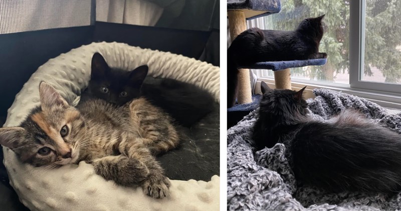 'This just feels like bad timing': Family finds wandering kittens on the streets but question whether to keep them since they have an elderly cat, internet steers them in the right direction to broaden the family 