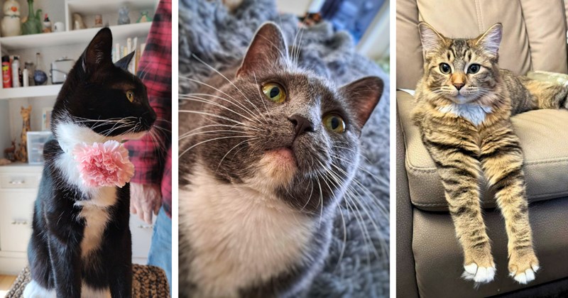 40 cat pictures, 1 text picture | thumbnail includes three pictures of cats