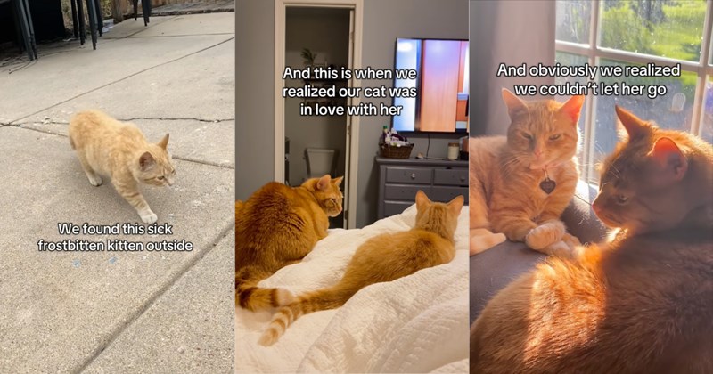 Story and video of family rescuing and adopting orange kitten | Thumbnail includes one picture of an orange kitten including 'We found this sick frostbitten kitten outside', one picture of two orange cats including 'And this is when we realized our cat was in love with her', and one picture of two orange cats including 'And obviously we realized we couldn't let her go'
