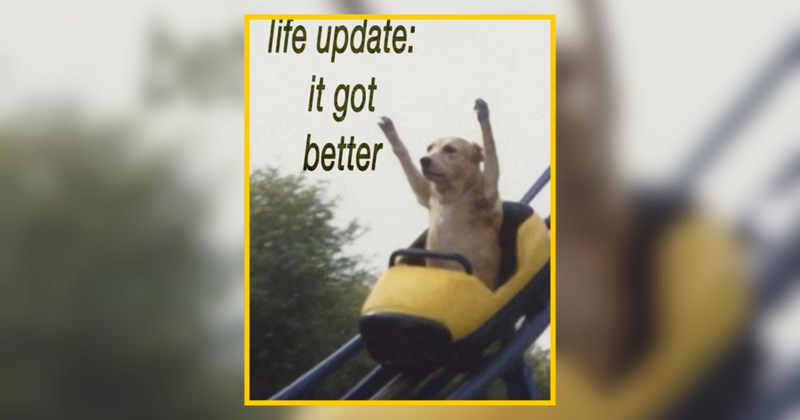 The Wonderful World of Doggies For Tuesday Meme Scrolls 