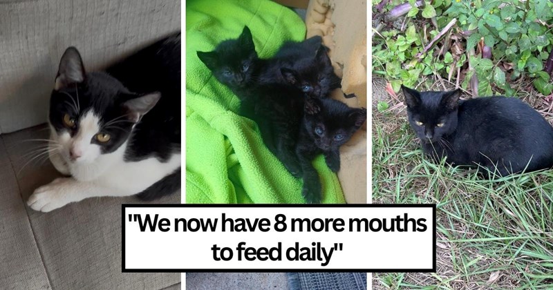 ‘I went from 0 cats to 8 within a month’: Man rescues Mom cat and kittens, discovers Mom is pregnant with more babies, suddenly becomes owner of 8 cats