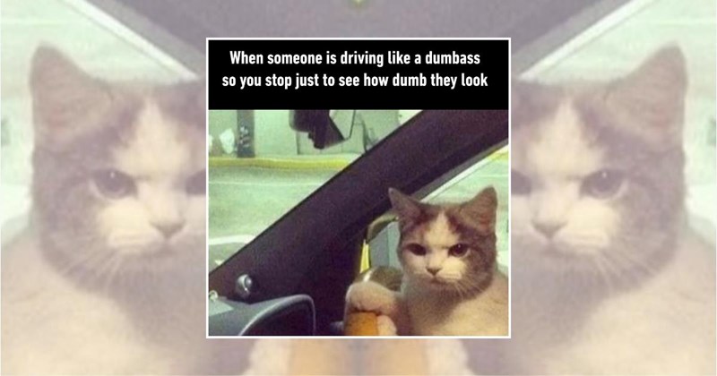 motor vehicle car lover car memes cars Funny Memes - 45398789