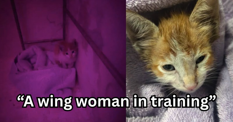 cats kitten cute rescue