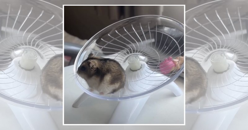 hamster wheel wholeosme lolhamsters cute hamsters hamster funny animals Animals - 45405701