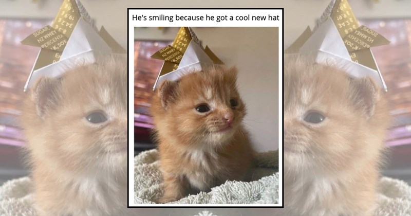 humor wholesome hilarious wholesome cats adorable cats Memes funny cats funny cat memes Cats - 45405957