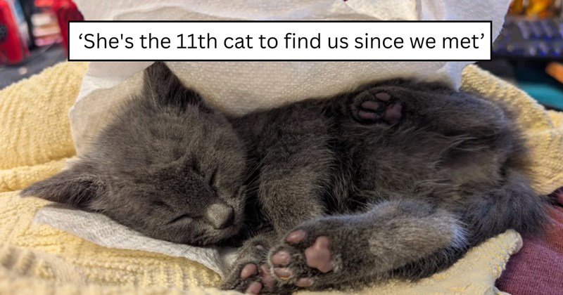 4 pictures of cats | thumbnail includes one picture of a cat and one picture of text including '‘She's the 11th cat to find us since we met’' 
