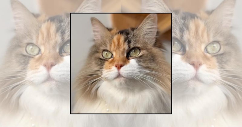 wholesome cats adorable cats cat pictures cute cats funny cats Cats Cats - 45407493
