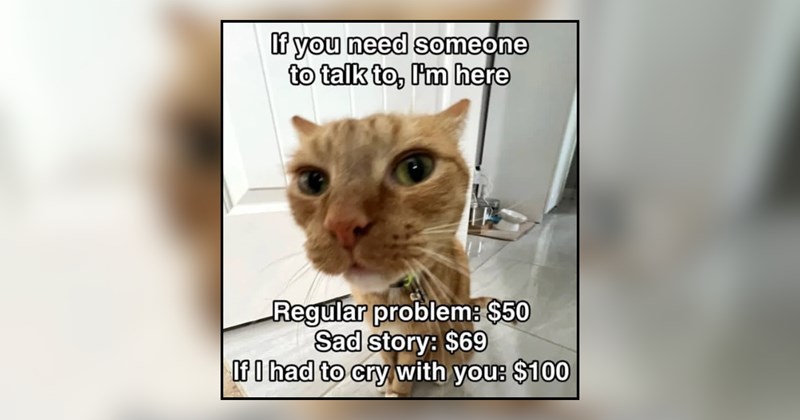 31 cat memes | thumbnail includes one meme and one picture of text including 'If you need someone to talk to, I'm here Regular problem: $50 Sad story: $69 If I had to cry with you: $100' 