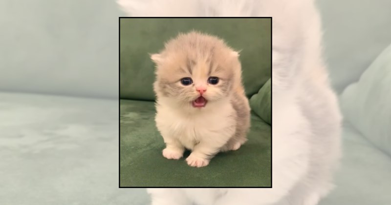 wholesome cats adorable cats cute cat videos adorable kittens cute cats meow kitten videos cat videos Cats cute kittens Cats - 45409797