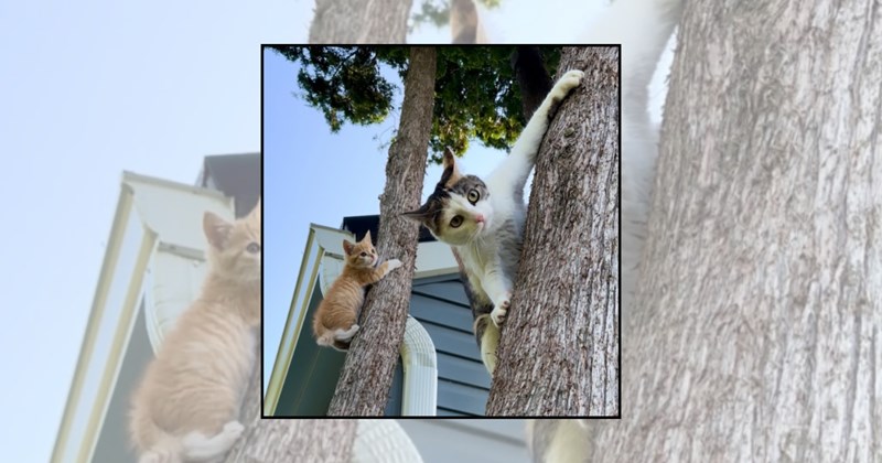 lolcats silly cats love cats cute cats funny cats cats climbing Cats hilarious cats Cats adorable cats cats in trees - 45414661