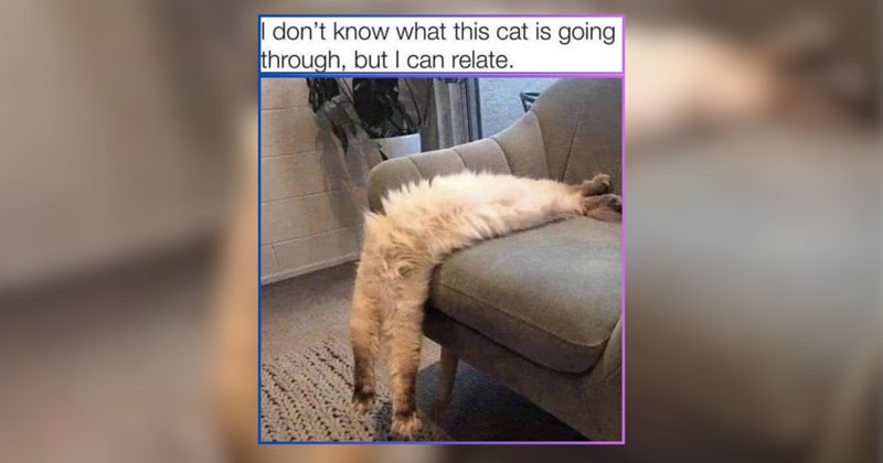 A Divine Comedy of Cat Memes to Laugh, Cry, and Contemplate Existence 