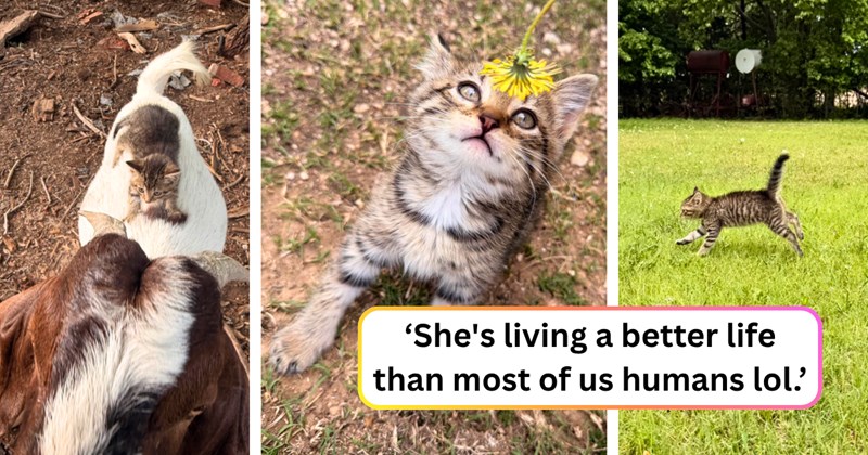 16 text pictures, 10 kitten pictures | thumbnail includes three pictures of a kitten, and ‘She's living a better life than most of us humans lol.’