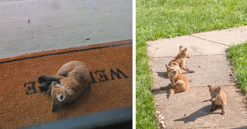 Story of fox family living on a family's front porch | Thumbnail includes two pictures of baby foxes 