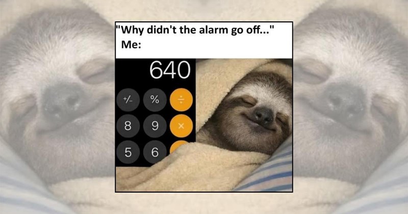 lazy sloth memes tired memes animal memes sleepy sloth Animals - 45422341