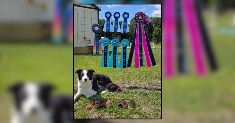 'I'm proud of my baby girl!!': Border Collie gets top place in barn hunting competition and dog owner teaches internet about this wholesome dog sport