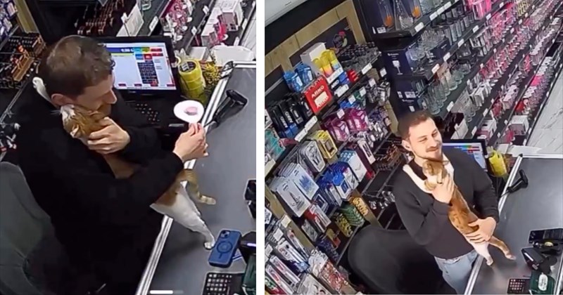 Pictures and video of stray cat hugging shopkeeper | Thumbnail includes two pictures of a cat hugging a shopkeeper 