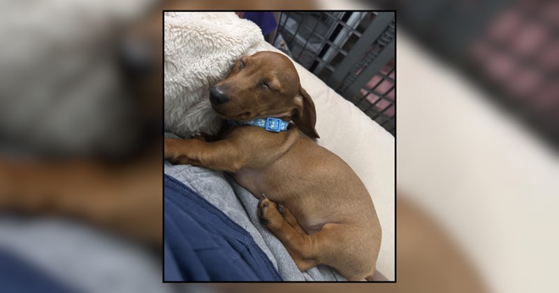'Does puppyhood get better?': 11-week-old Dachshund causing havoc on new dog pawrents, the internet assures them that he's just a baby and things will get better