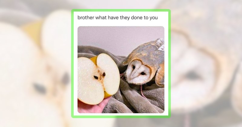 25 owl memes | thumbnail includes one meme including 'brother what have they done to you'