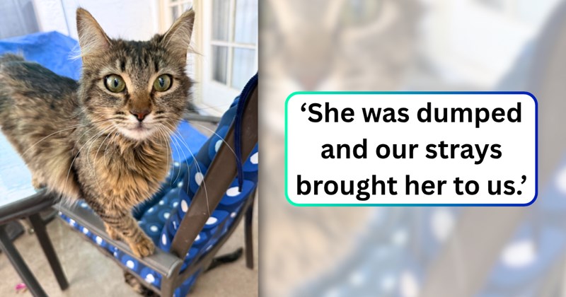 38 text pictures, 1 cat picture | thumbnail includes one picture of a cat, and ‘She was dumped and our strays brought her to us.’