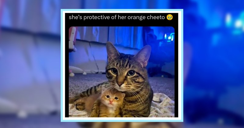 24 Sweet Sassy Cat Memes full Refreshing Felines | thumbnail includes one image which shows a tabby cat and ginger kitten cuddling ‘she’s protective of her orange cheeto’