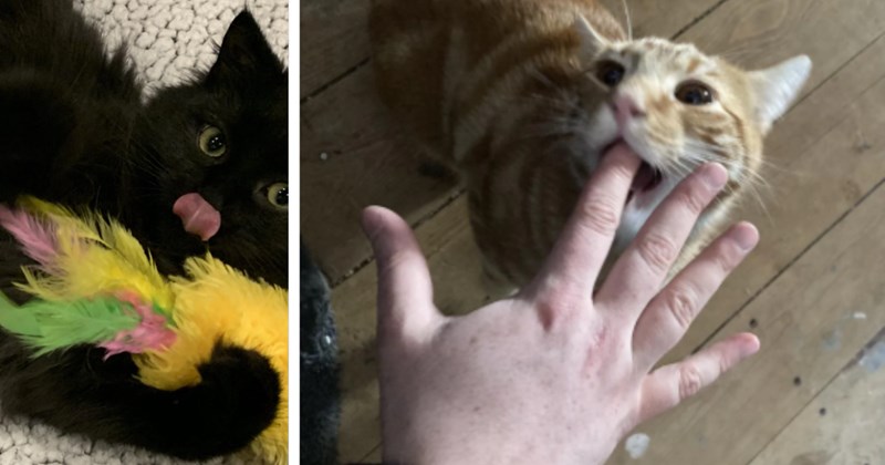 23 Silly Cat Pics Purrfect fur Soothing Stressed Out Soul | thumbnail includes two images one image shows a black kitten licking lips playing yellow feather, the other image shows an orange cat with human finger in mouth