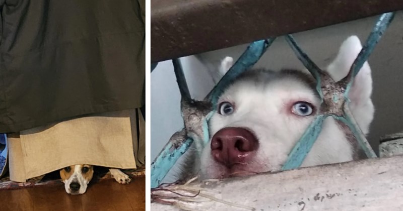 22 Pawdorable Peeking Pupper Pics Pawfect fur Putting some Pep your Step | thumbnail includes two images one image shows a brown and white dog peeking out from fabric on the floor, the other image shows a husky peeking though a metal grate window
