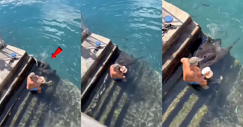 Pictures and video of an elderly man feeding a giant stingray | Thumbnail includes three pictures of an elderly man feeding a giant stingray