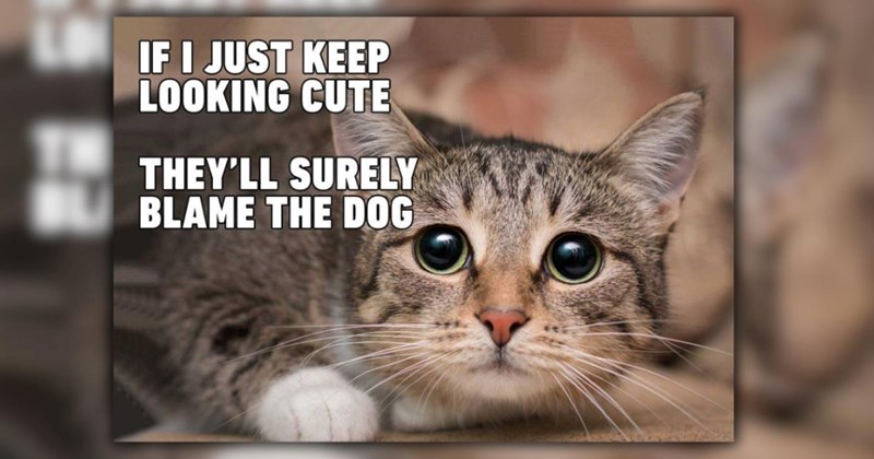 A Ray of Sunshine in the Form of 23 Fuzzy Feline Funnies