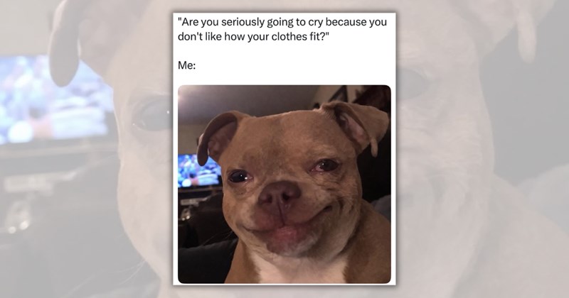 20 dog memes | Thumbnail includes one meme including '"Are you seriously going to cry because you don't like how your clothes fit?" Me:'