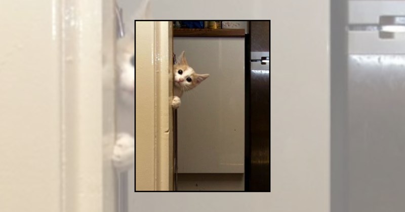 wholesome cats adorable cats love cats cute cats funny cats Cats hilarious cats Cats curious cats Curious Cat - 45430277