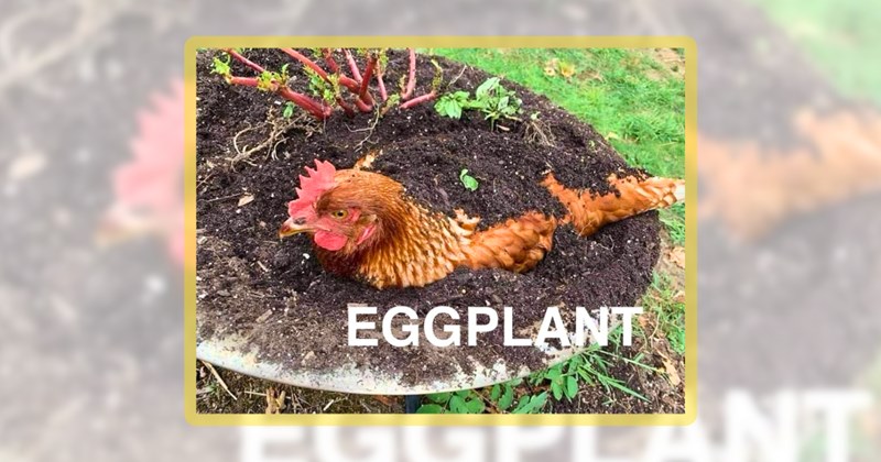 25 chicken memes | thumbnail includes one meme including 'EGGPLANT'