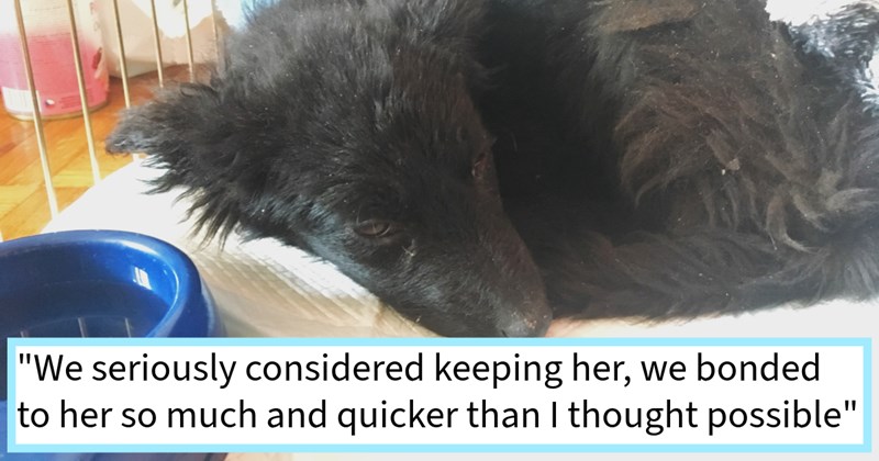 Abandoned puppy found middle nowhere brought back from brink by dog loving couple who found pawfect furever home with canine craving family, rescuer says: ‘She has new shot life I am so happy we gave her second chance.’ | thumbnail includes one image which shows a black puppy curled up in crate ‘“We seriously considered keeping her, we bonded to her so much and quicker than I thought possible.”’
