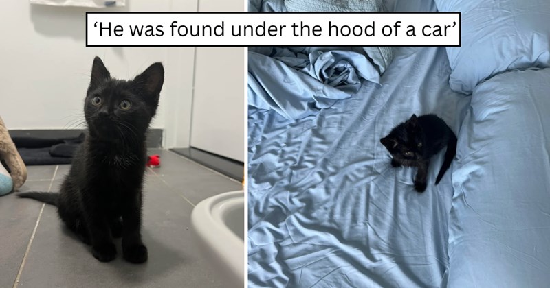 3 pictures of cats | thumbnail includes two pictures of a cat and one picture of text including '‘He was found under the hood of a car’' 