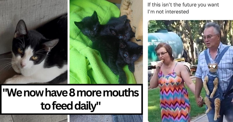 20 best cat memes tweets and stories | 