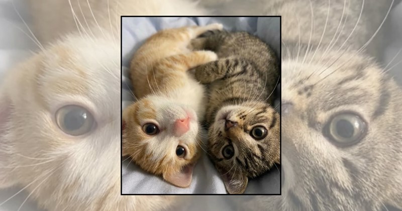 cuddle puddle adorable cats soulmates cuddles cuddling Cats Cats wholesome cats were-in-love purrfect love cats cute cats love send to your lover cat lovers - 45442821