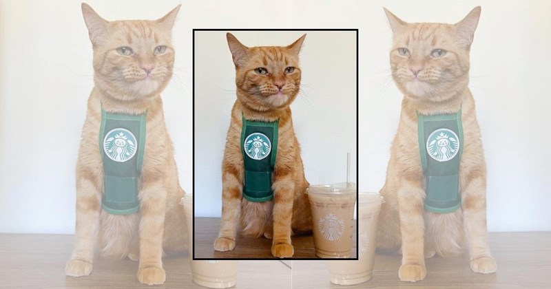 wholesome cats adorable cats cat pictures cute cats funny cats Cats Cats - 45449477