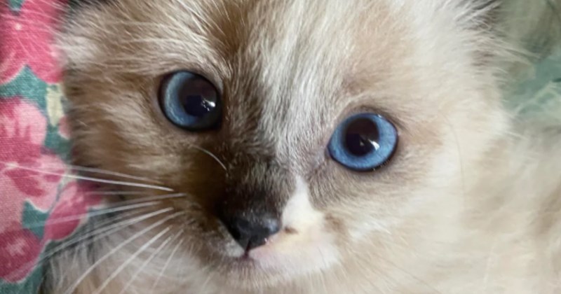 kitten cat rescue Cats Cats - 45453573