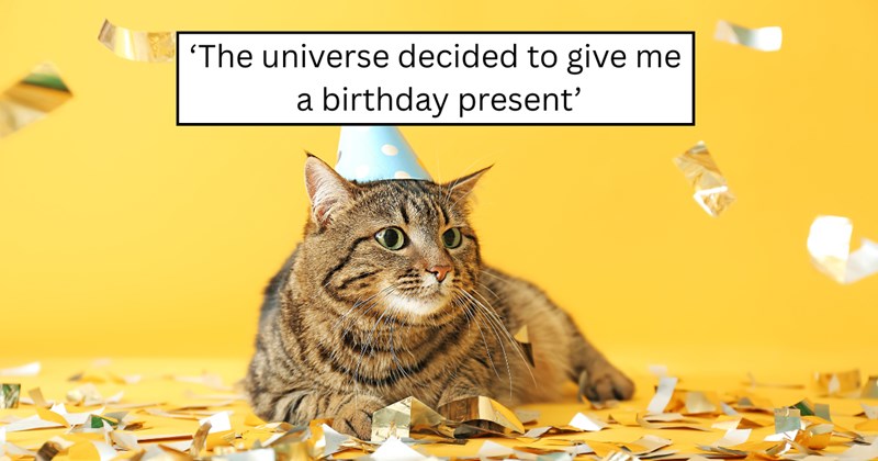 3 pictures of cats | thumbnail includes picture of cat and one picture of text including '‘The universe decided to give me a birthday present’' 